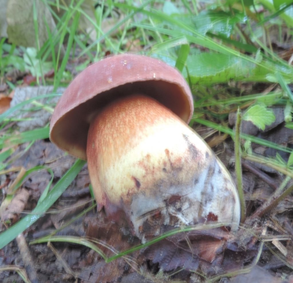 Boletus 2